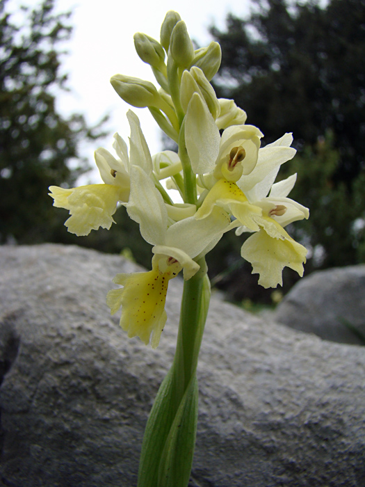 Orchis pauciflora